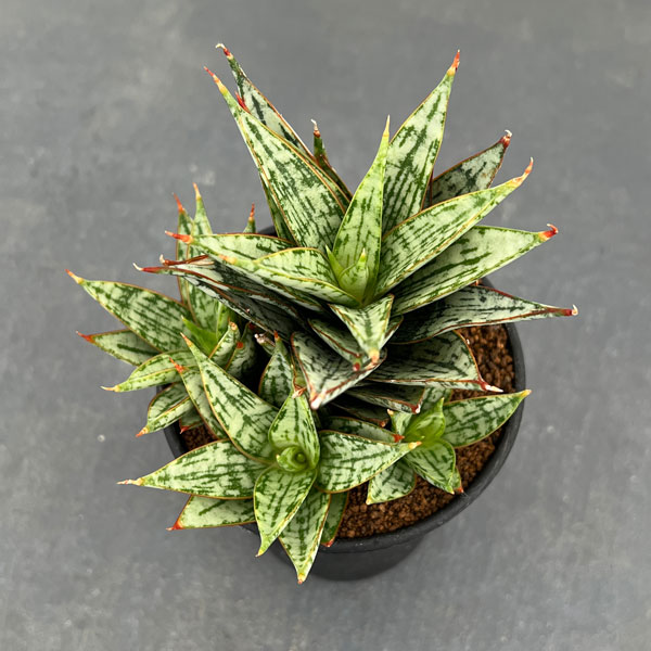 園芸ネット本店｜[ザ・ファームセレクト]サンセベリア：マルガリータ 3