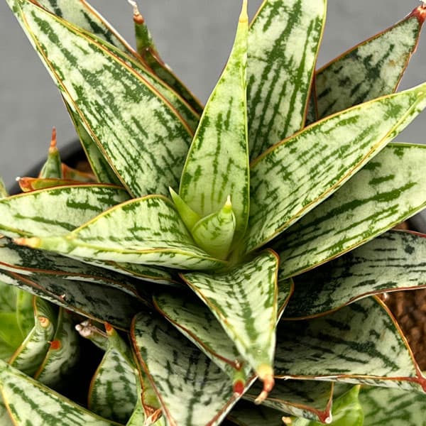 [ザ・ファームセレクト]サンセベリア：マルガリータ　3号鉢植え24-01