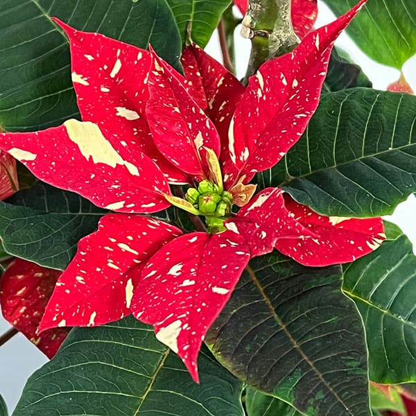 ポインセチア:プリメーロ ジングルベル・スタンド仕立て4号鉢入り
