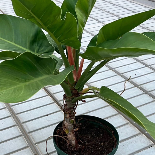 フィロデンドロン・レッドコンゴ/ Philodendron Red Congo⑤ フィロデンドロン・レッドコンゴ / Philodendron Red Congo