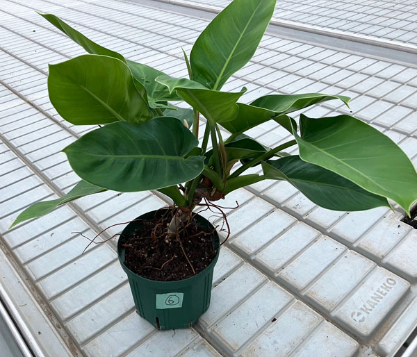 園芸ネット本店｜フィロデンドロン：レッドコアコンゴ 6号ポット