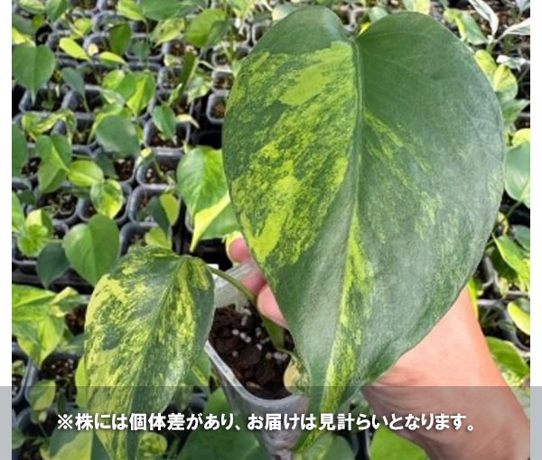A*G様 モンステラデリシオーサ イエローマリリン　112 モンステラ デリシオーサ イエローマリリン