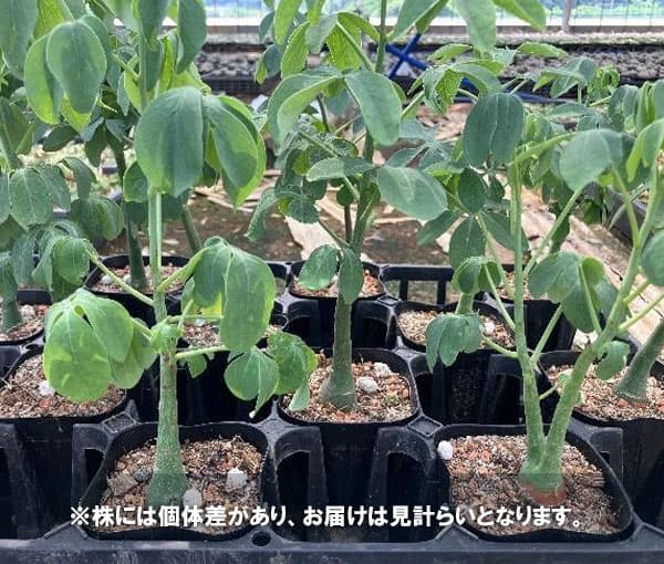 アデニア：グラウカ（文福茶釜）　3号鉢植え*