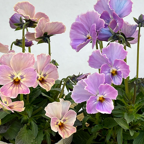 【お1人様1ポット】ビオラ:ときめきビオラ トワイライトヴェール3.5号ポット