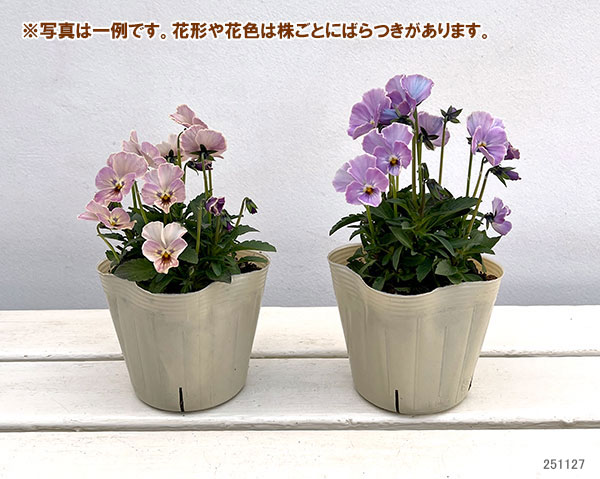 【お1人様1ポット】ビオラ:ときめきビオラ トワイライトヴェール3.5号ポット