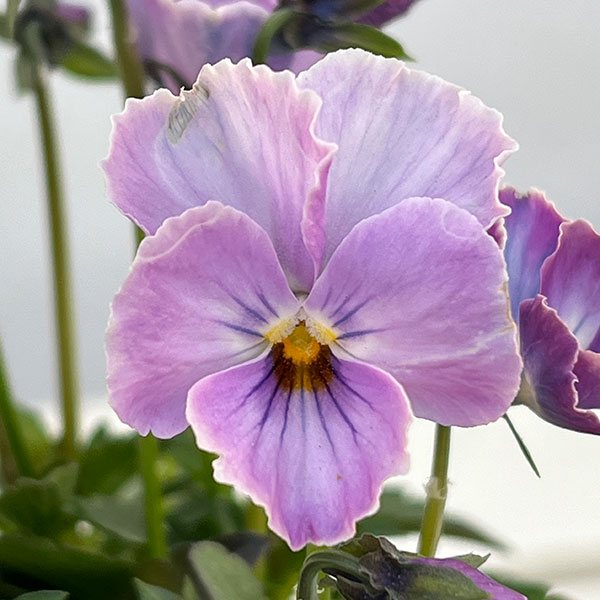 【お1人様1ポット】ビオラ:ときめきビオラ トワイライトヴェール3.5号ポット