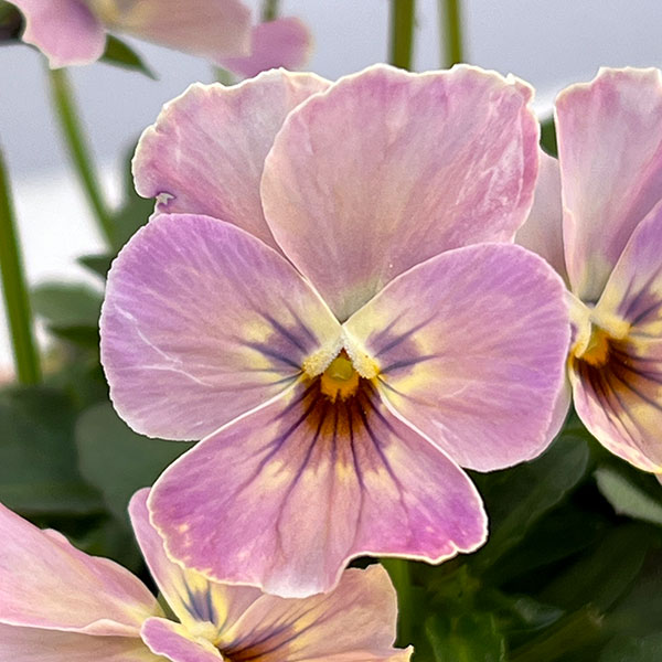 【お1人様1ポット】ビオラ:ときめきビオラ トワイライトヴェール3.5号ポット