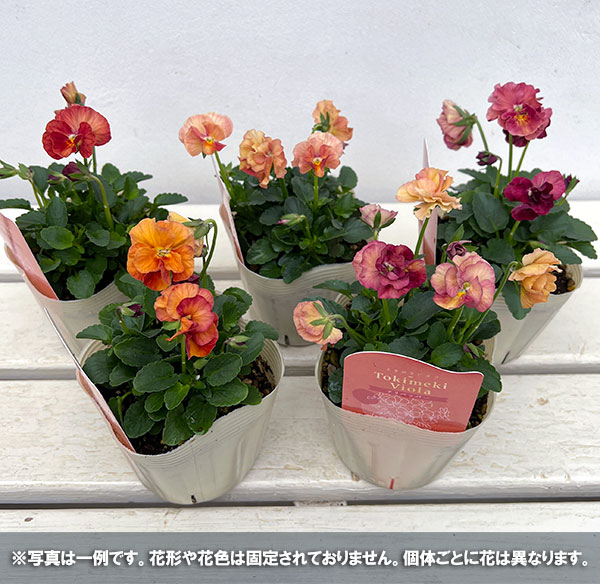 可愛い♡ときめきビオラ♡フリンジエッジ♡3.5号♡ポットごと宅急便コンパクト 可愛い♡ときめきビオラ♡フリンジエッジ♡3.5号♡ポットごと宅急便