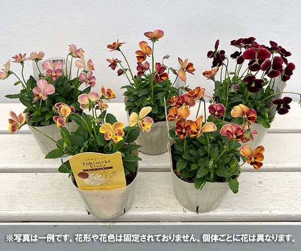 【お1人様1ポット】ビオラ：ときめきビオラ　ディアミッキー3.5号ポット