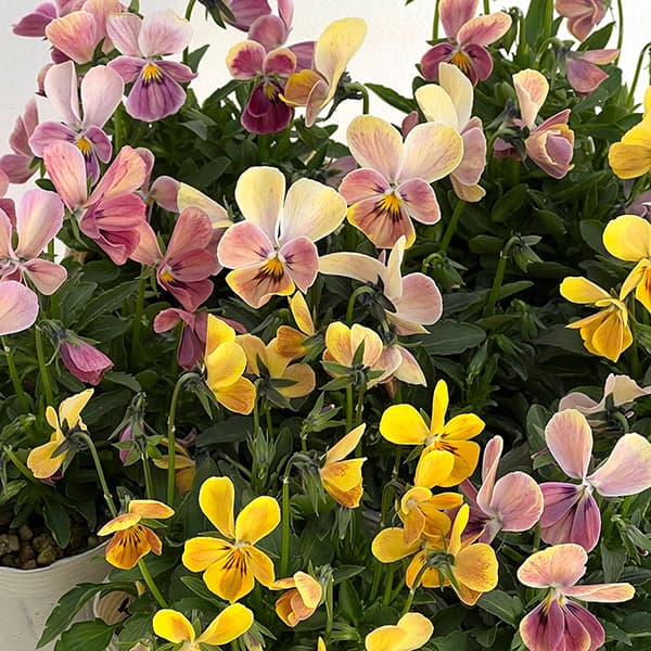 【お1人様1ポット】ビオラ：ときめきビオラ　ディアミッキー3.5号ポット