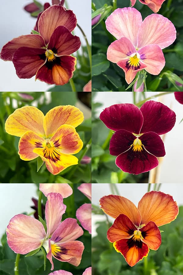 【お1人様1ポット】ビオラ：ときめきビオラ　ディアミッキー3.5号ポット