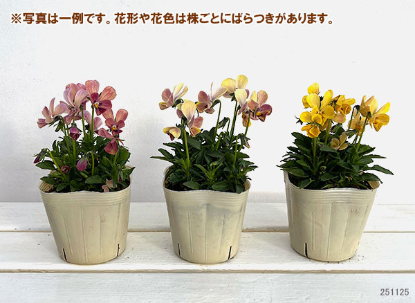 【お1人様1ポット】ビオラ：ときめきビオラ　ディアミッキー3.5号ポット