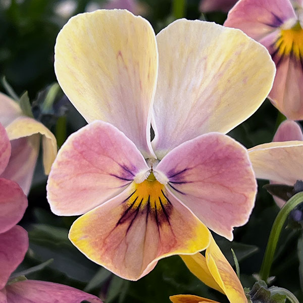 【お1人様1ポット】ビオラ：ときめきビオラ　ディアミッキー3.5号ポット