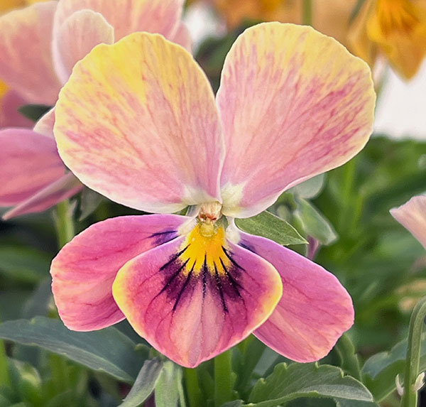 【お1人様1ポット】ビオラ：ときめきビオラ　ディアミッキー3.5号ポット