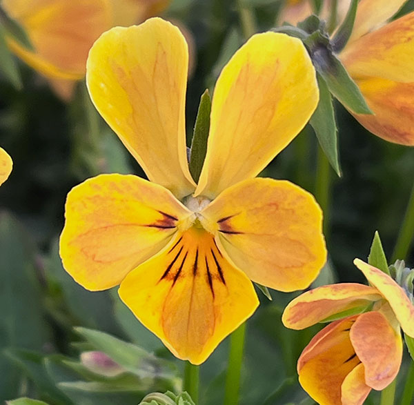 【お1人様1ポット】ビオラ：ときめきビオラ　ディアミッキー3.5号ポット