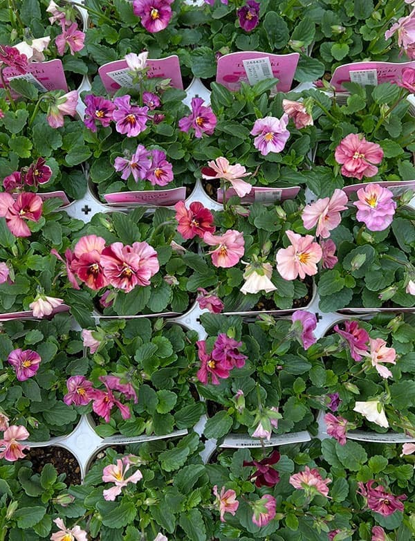 【お1人様3ポットまで】ビオラ：ときめきビオラ　ララブラッシュ3.5号ポット