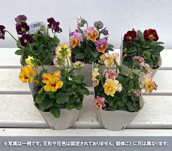 【お1人様1ポット】ビオラ：ときめきビオラ　フルフリル3.5号ポット