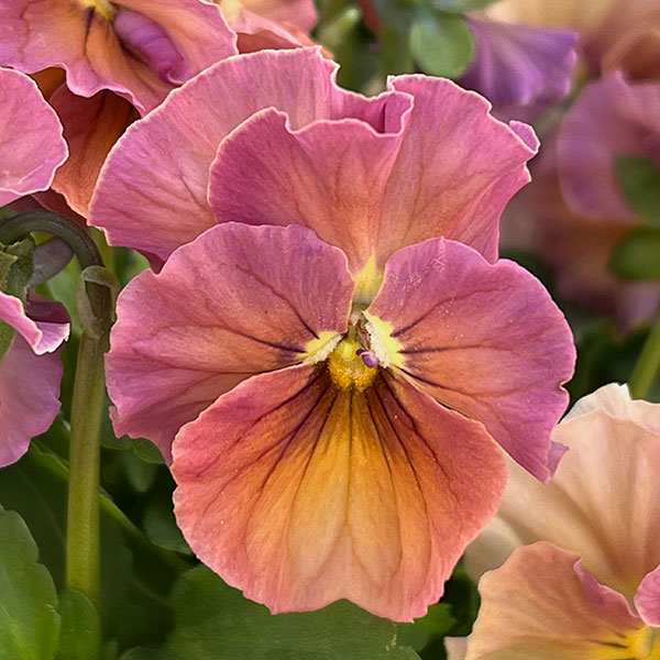 【お1人様1ポット】ビオラ：ときめきビオラ　フルフリル3.5号ポット