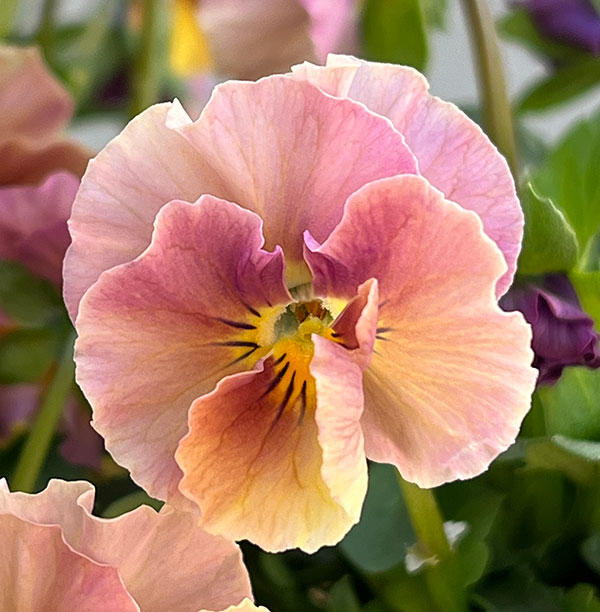 【お1人様1ポット】ビオラ：ときめきビオラ　フルフリル3.5号ポット