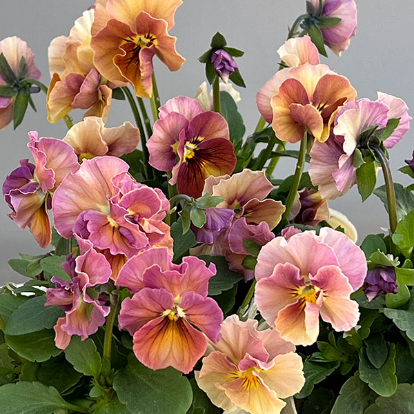 【お1人様1ポット】ビオラ：ときめきビオラ　フルフリル3.5号ポット