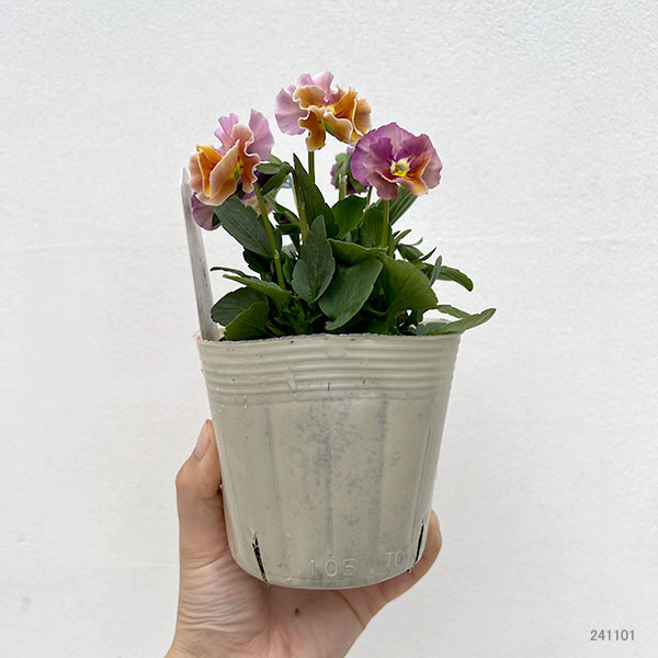 【お1人様1ポット】ビオラ：ときめきビオラ　フルフリル3.5号ポット