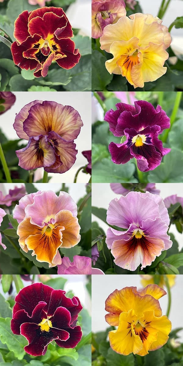 【お1人様1ポット】ビオラ：ときめきビオラ　フルフリル3.5号ポット