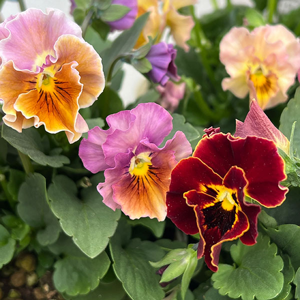 【お1人様1ポット】ビオラ：ときめきビオラ　フルフリル3.5号ポット