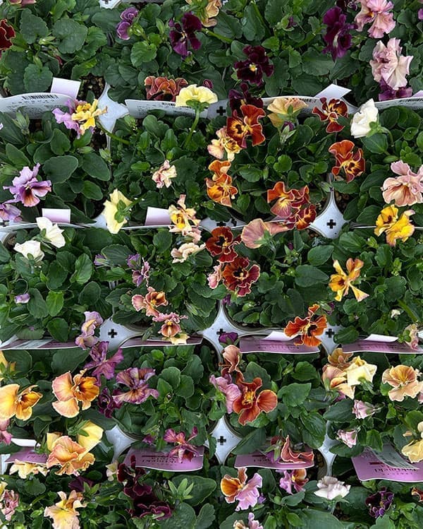 【お1人様1ポット】ビオラ：ときめきビオラ　フルフリル3.5号ポット