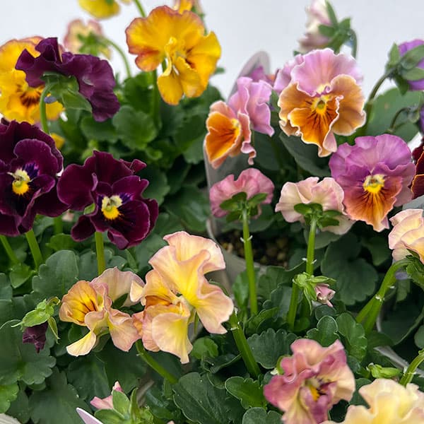 【お1人様1ポット】ビオラ：ときめきビオラ　フルフリル3.5号ポット