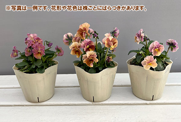 【お1人様1ポット】ビオラ：ときめきビオラ　フルフリル3.5号ポット