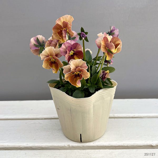 【お1人様1ポット】ビオラ：ときめきビオラ　フルフリル3.5号ポット