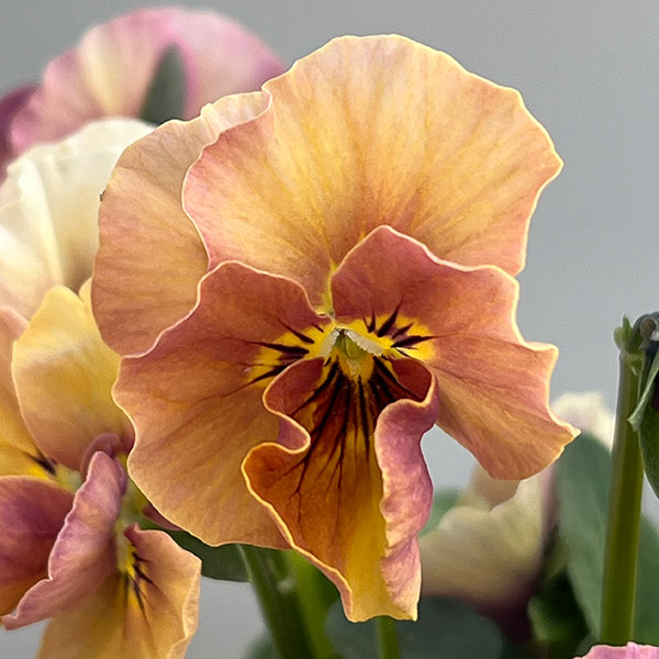 【お1人様1ポット】ビオラ：ときめきビオラ　フルフリル3.5号ポット