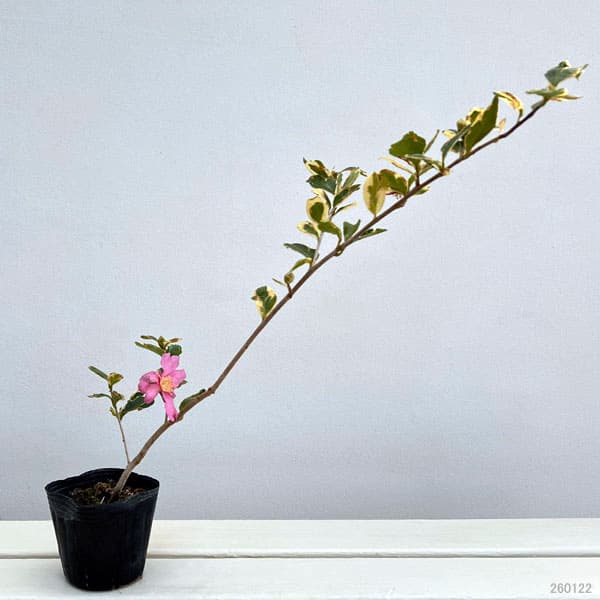 サザンカ:三光斑3号ポット