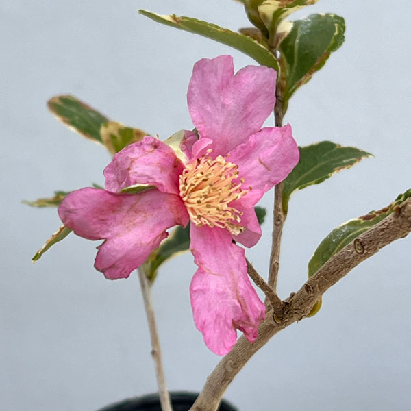 サザンカ:三光斑3号ポット