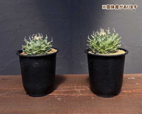 サボテン：オブレゴニア　デネグリイ（帝冠）実生株　3号鉢植え