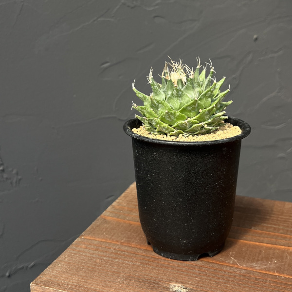 サボテン：オブレゴニア　デネグリイ（帝冠）実生株　3号鉢植え