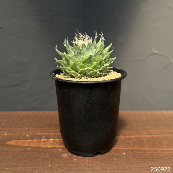 サボテン：オブレゴニア　デネグリイ（帝冠）実生株　3号鉢植え