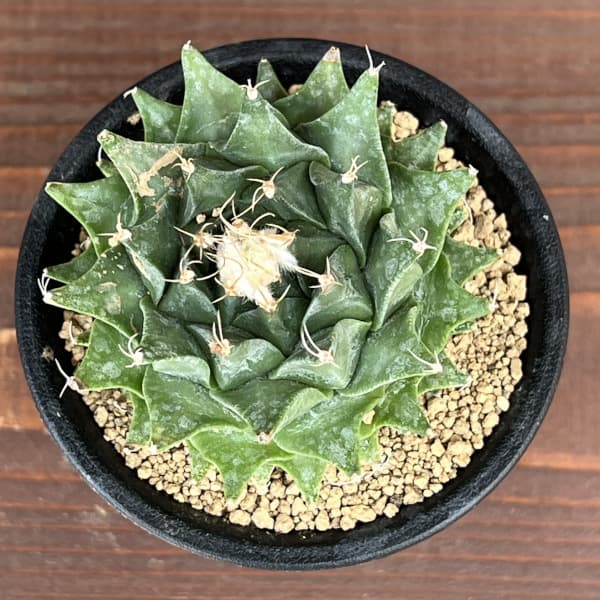 サボテン：オブレゴニア　デネグリイ（帝冠）実生株　3号鉢植え