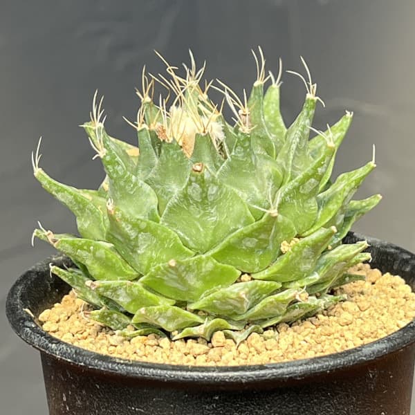 サボテン：オブレゴニア　デネグリイ（帝冠）実生株　3号鉢植え