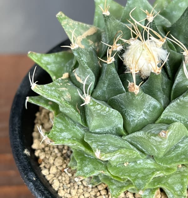 サボテン：オブレゴニア　デネグリイ（帝冠）実生株　3号鉢植え