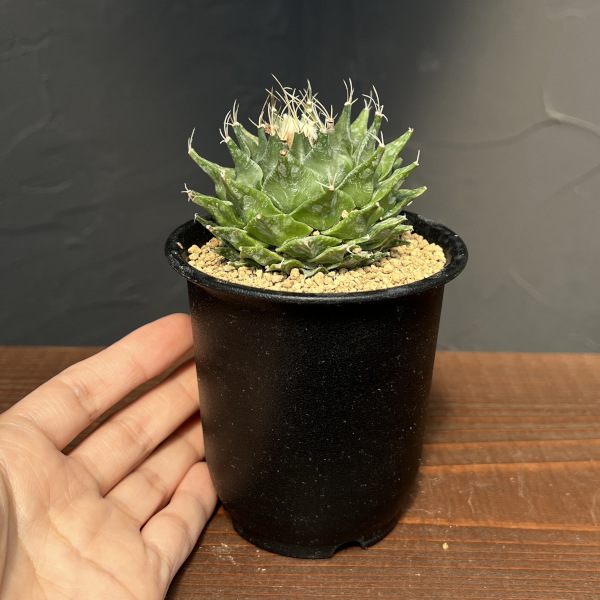 サボテン：オブレゴニア　デネグリイ（帝冠）実生株　3号鉢植え