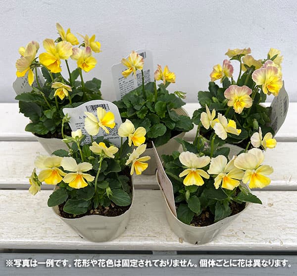 園芸ネット本店｜ビオラ：ときめきビオラ イエロー系3.5号ポット の