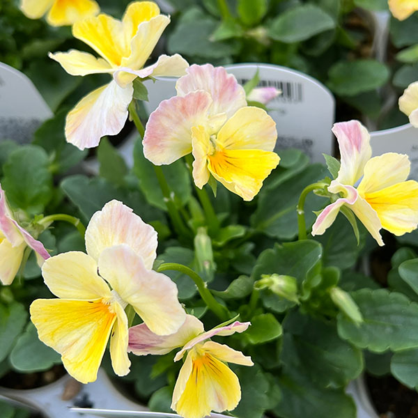 園芸ネット本店｜ビオラ：ときめきビオラ イエロー系3.5号ポット の