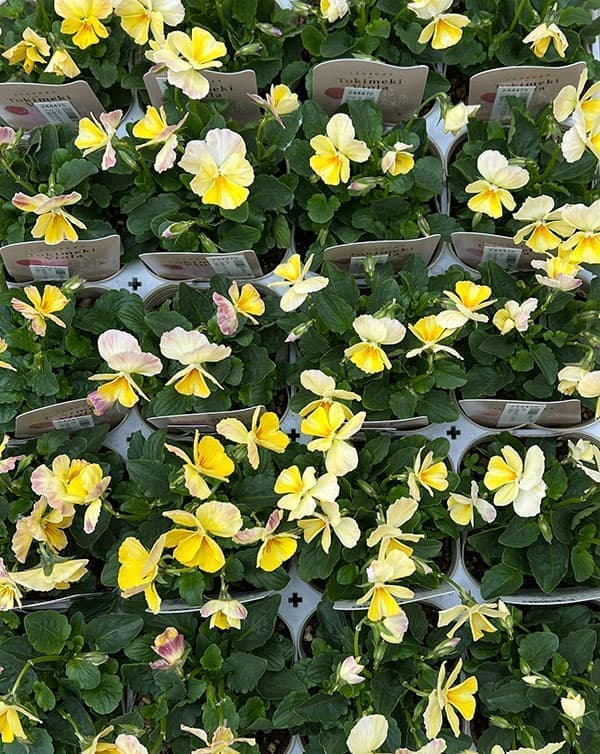 園芸ネット本店｜ビオラ：ときめきビオラ イエロー系3.5号ポット の