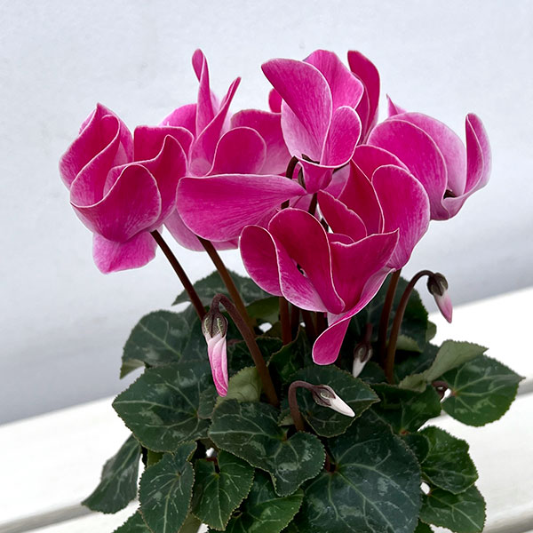 園芸ネット本店｜シクラメン：大輪（ワインレッドフレーム系）3号