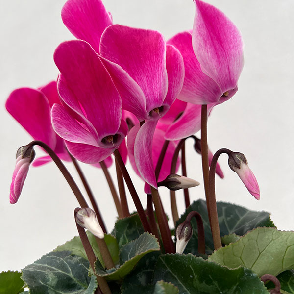 園芸ネット本店｜シクラメン：大輪（ワインレッドフレーム系）3号