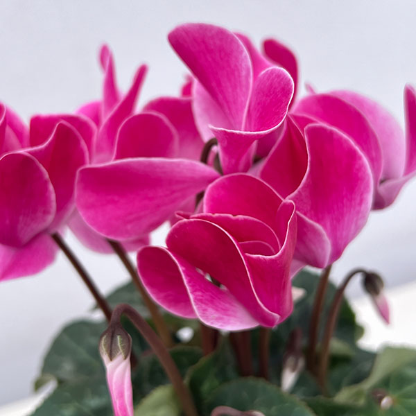 pedla ジレMサイズ ピンクレッド レッドチェリー 4号｜オリジナル商品｜株式会社ジェフダ（JFDA）