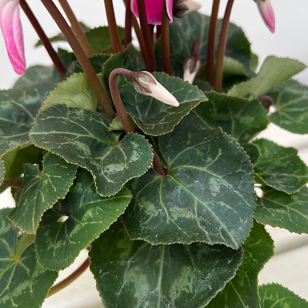 園芸ネット本店｜シクラメン：大輪（ワインレッドフレーム系）3号