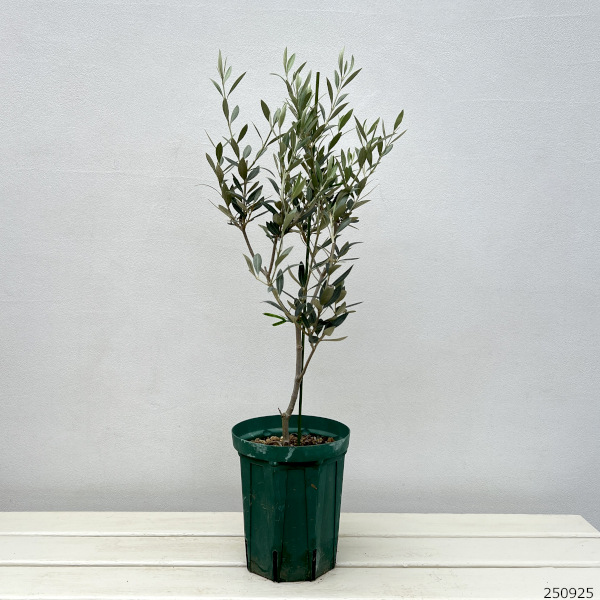 オリーブ：セントキャサリン　5号ポット*