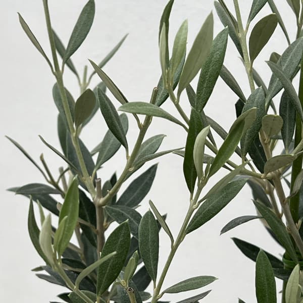 オリーブ：セントキャサリン　5号ポット*